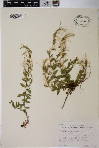 Epilobium glaberrimum image