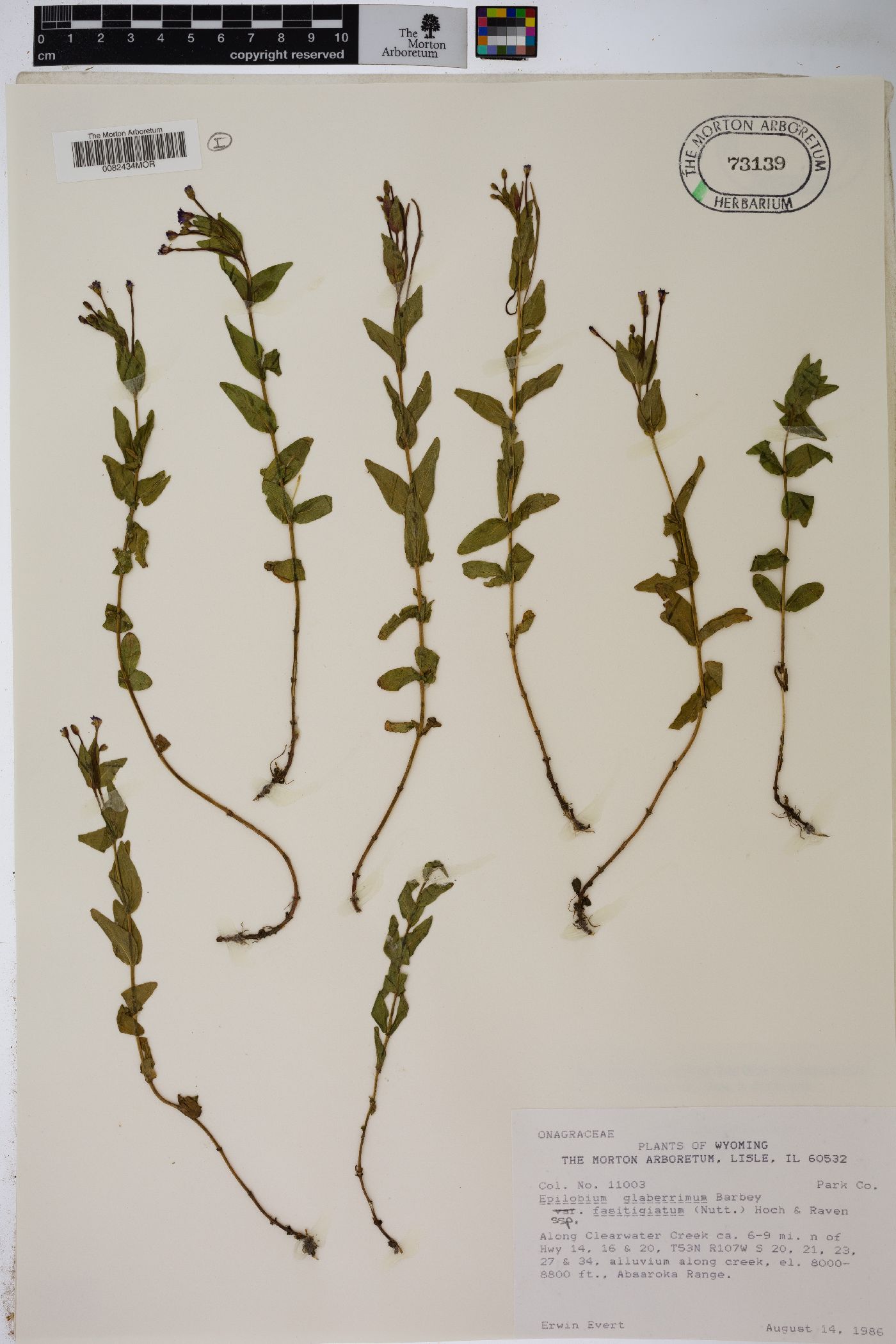 Epilobium glaberrimum subsp. fastigiatum image