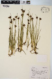 Juncus castaneus image