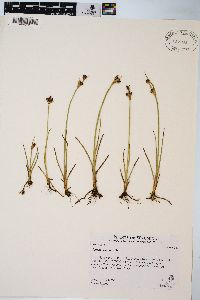 Juncus castaneus image