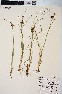 Juncus castaneus image