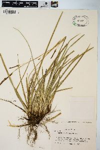 Carex reinii image