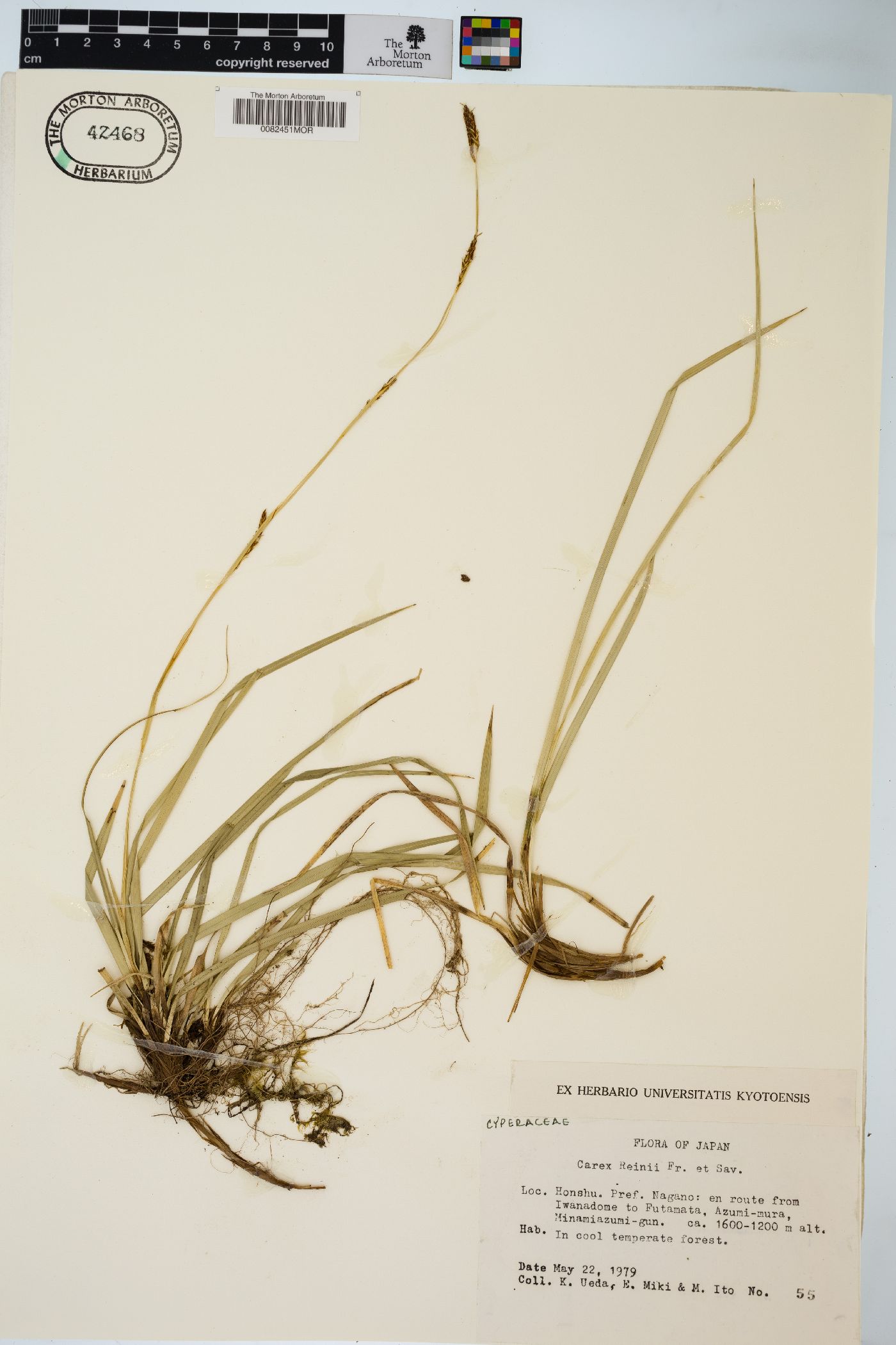 Carex reinii image