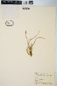 Carex richardsonii image