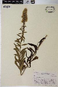 Solidago speciosa image