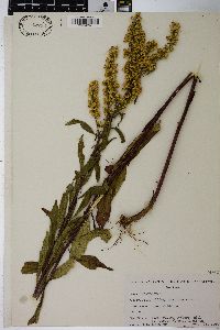 Solidago speciosa image