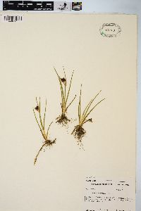 Juncus castaneus image