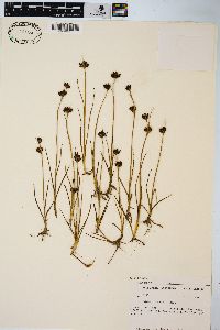 Juncus castaneus image