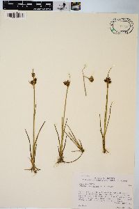 Juncus castaneus image