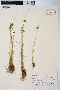 Juncus confusus image