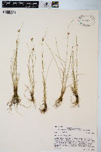 Juncus confusus image