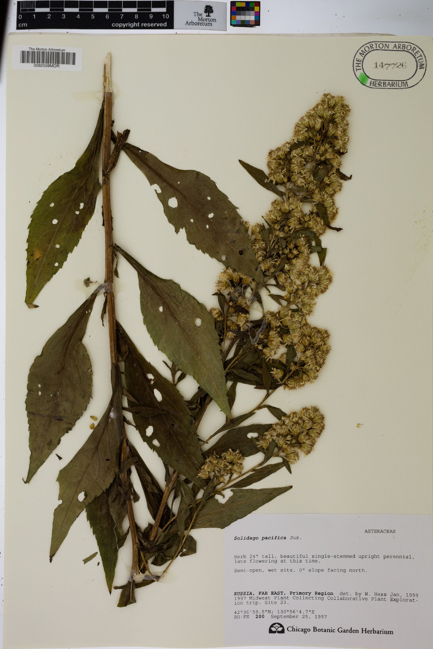 Solidago pacifica image