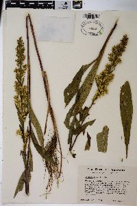 Solidago purshii image