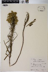 Solidago missouriensis var. fasciculata image