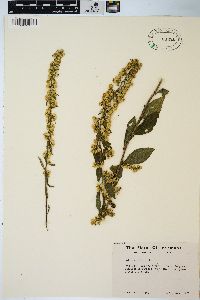 Solidago bicolor image