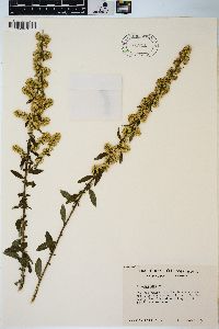 Solidago bicolor image