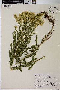 Solidago lepida image