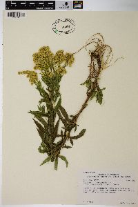 Solidago lepida var. salebrosa image