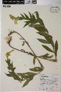 Solidago lepida image