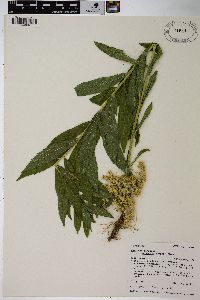 Solidago lepida var. salebrosa image