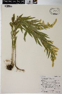 Solidago lepida image