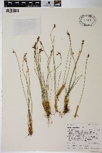 Juncus drummondii image