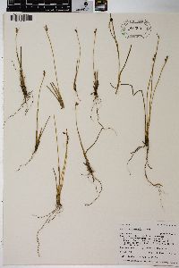 Juncus drummondii image