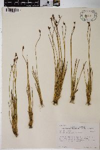 Juncus drummondii image