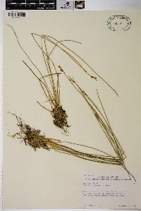 Juncus drummondii image