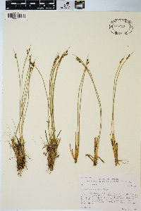 Juncus drummondii image