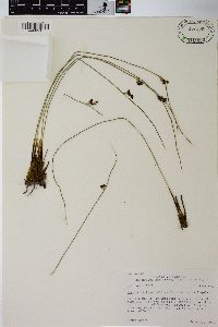 Juncus balticus subsp. ater image