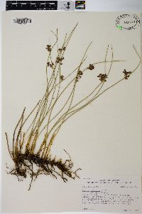 Juncus balticus subsp. ater image