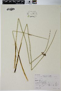 Juncus balticus subsp. ater image