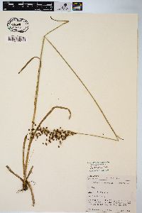 Juncus biflorus image