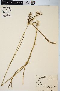 Juncus biflorus image