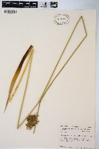 Juncus effusus var. solutus image