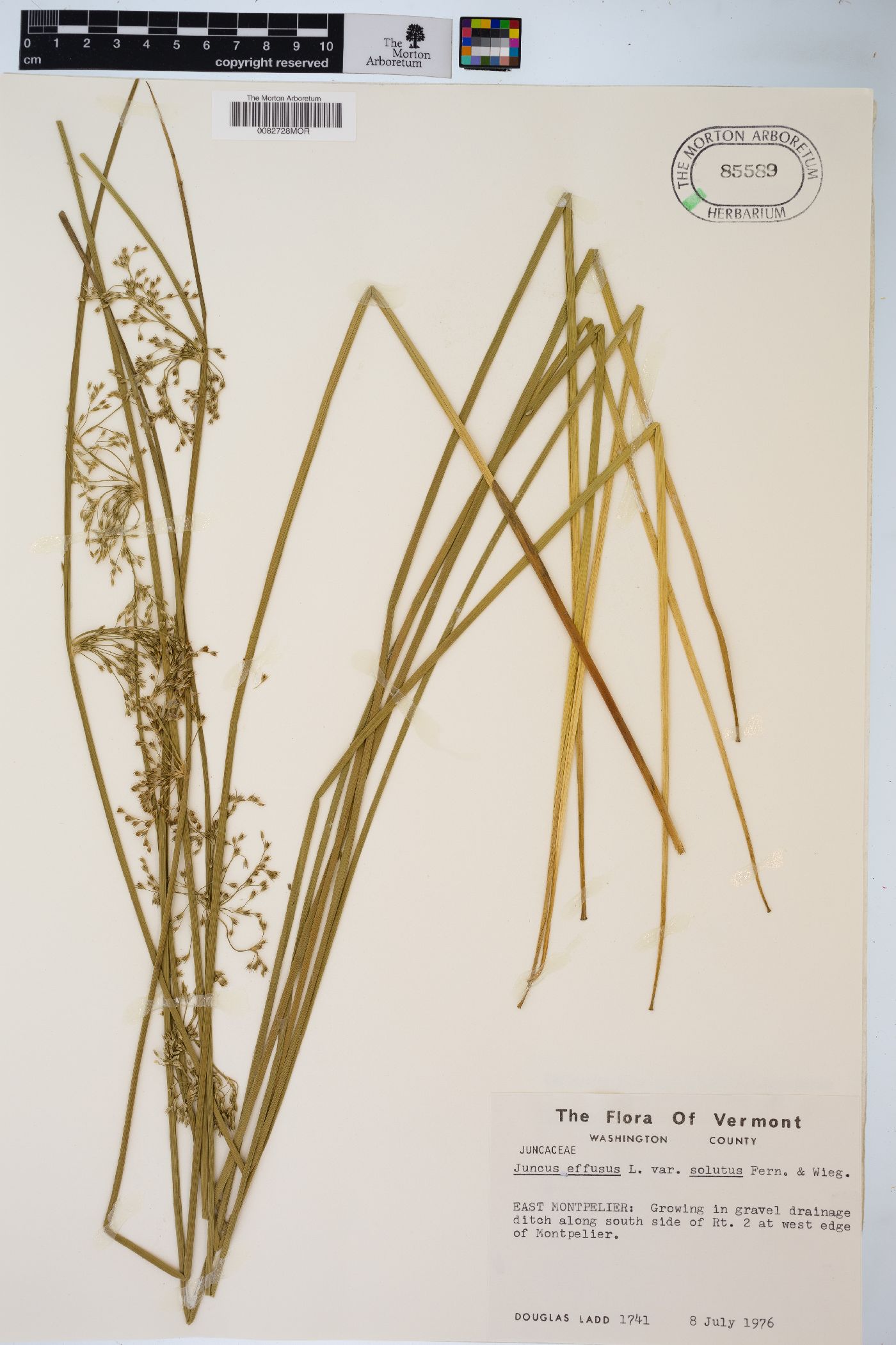 Juncus effusus var. solutus image