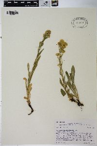 Solidago multiradiata image