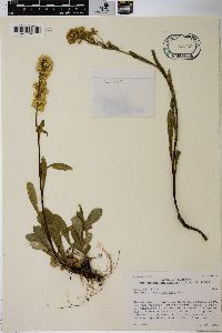 Solidago multiradiata image