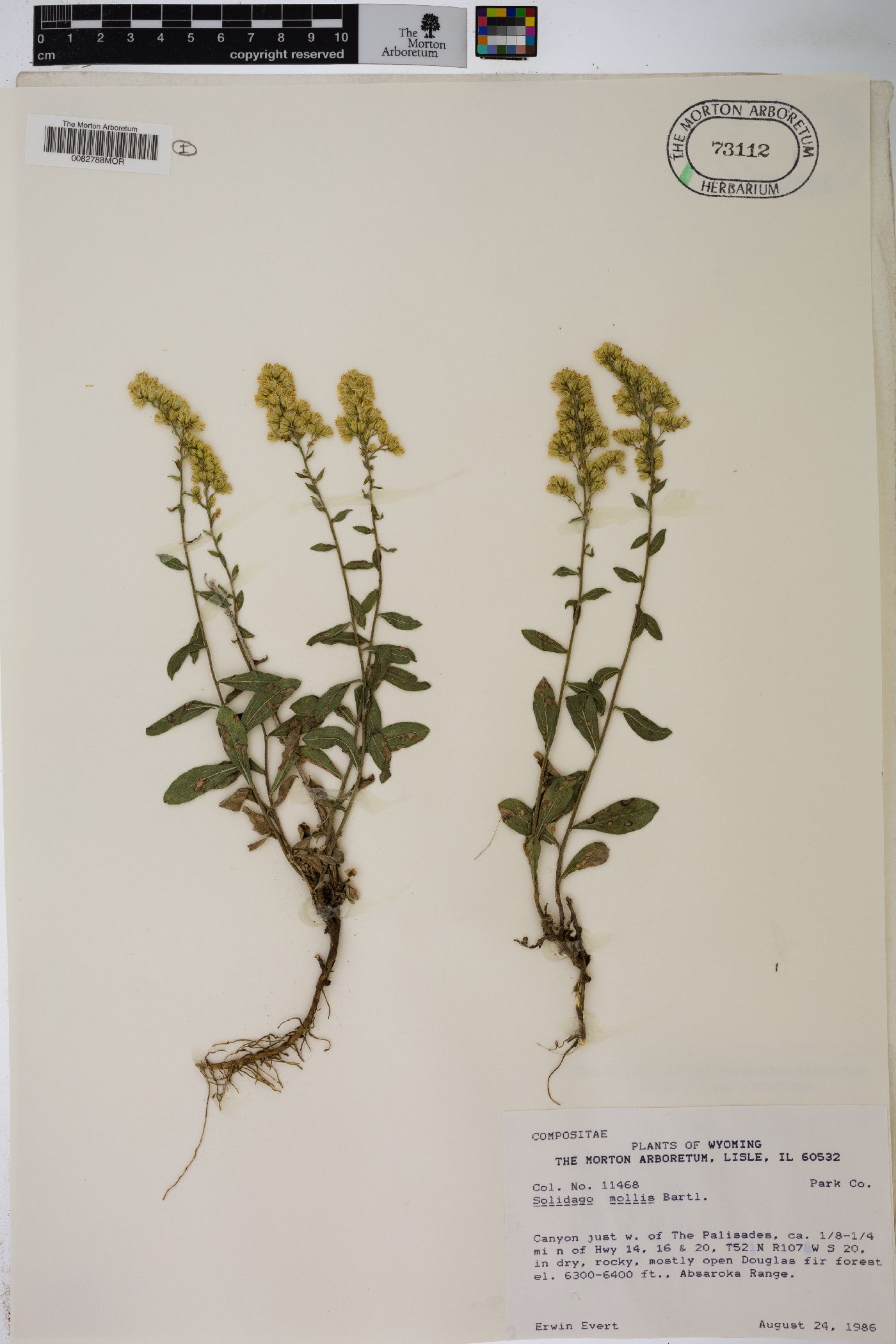 Solidago mollis image