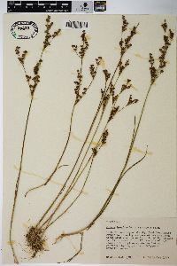 Juncus brevicaudatus image