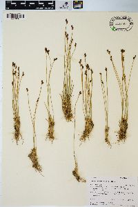 Juncus drummondii image