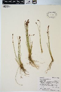 Juncus drummondii image