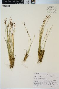 Juncus drummondii image