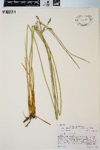 Juncus balticus subsp. littoralis image