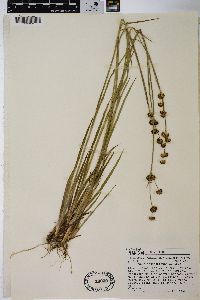 Juncus ensifolius var. montanus image