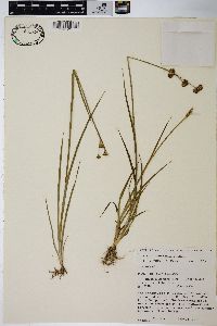 Juncus ensifolius var. montanus image