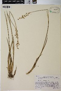 Juncus ensifolius var. montanus image