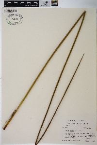 Juncus roemerianus image