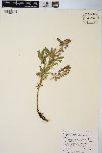 Lupinus polyphyllus image